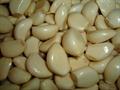 معرفی و راهنمای پرورش سبزی جات برگی - سیر